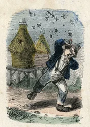 Bees Attack a Child Near Their Hive. Illustration 19th century. Bianchetti Collection
