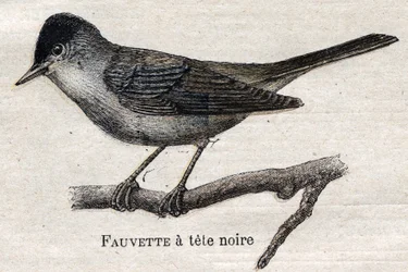 Birds useful to agriculture: Black-footed Warbler