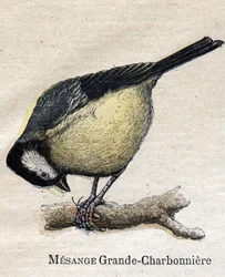 Birds useful for agriculture: Big Chickadee - Coal
