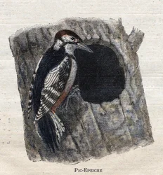 Birds Useful for Agriculture: Woodpecker