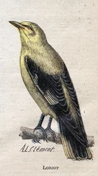 Birds Useful to Agriculture: Loriot