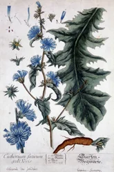 Botanical board: cichorium factivum velseris (chicory of gardens)