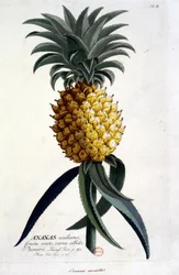Botanical board: pineapple