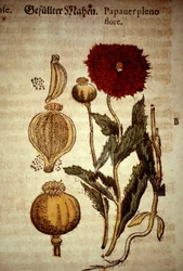 Botanical board: poppy. After Kreutterbuch dess hocgeleherten und wettberühmten herrn by Pietro Andrea Mattioli (Matthiole) (1500-1577). Frankfurt