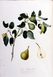 Botanical board representing the pera campana. 1820 - 1822