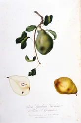 Botanical board representing the pera spadona. 1820 - 1822