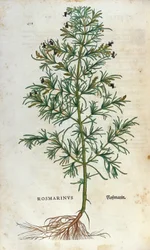 Botanical board: rosemary. Herbarium of Leonard Fuchs, Historia Stirpium, Bale