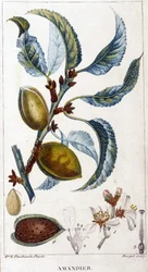 Branch, Flower and Fruit of the Almond Tree - Botanical Board