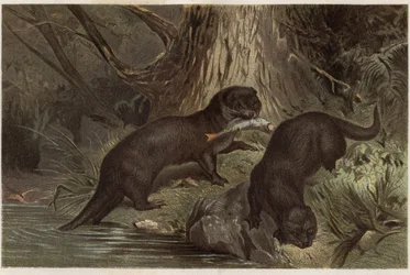 Chilean Otter - The Southern River Otter, Lontra provocax - engraving from 