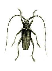 Coleoptera: Cerambyx Heros