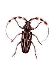 Coleoptera: Lophocerus Barbatus
