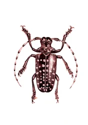 Coleoptera: Ophoptera Tollii