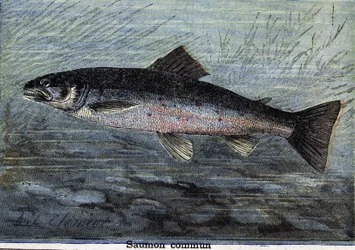 Common Salmon (engraving from 1897)