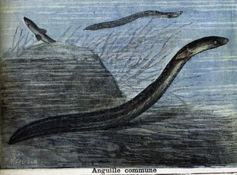 Common eel (engraving from 1897)