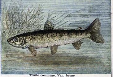 Common trout (engraving from 1897)