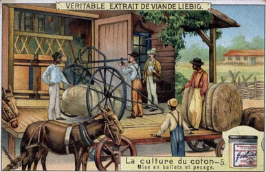 Cotton cultivation: Bales and Weighing (USA) Liebig chromolithography of the 19th century