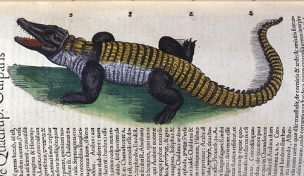 Crocodile. in Historia Animalium by Conrad Gesner, Tiguri