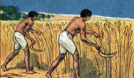 Daily Life in Ancient Egypt: Peasants Harvesting Wheat, Early 20th Century