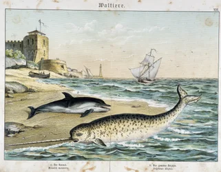 Dolphin and Narwhal, a cetacean - in "Natural Stories of Mammals", ed. Schreiber