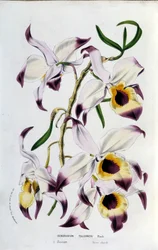 Dendrobium Falconeri: Family of Orchids