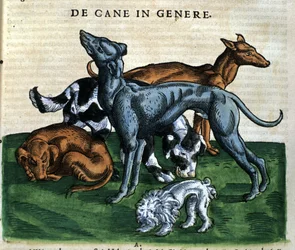 Dogs from the “Historia Animalium” by Conrad Gesner, Zurich 1560. Biblioteca Nazionale Braidense, Milan