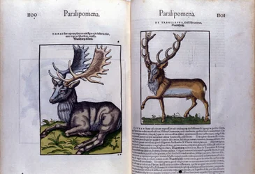 Double Page of Deer in Historia Animalium by Conrad Gesner (1516 - 1565), Tiguri
