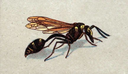 Entomology: Representation of an Arquee Guepe, Series on Insects, Early 20th Century