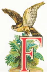 F: Falcon
