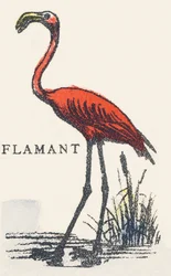 F: flamingo
