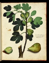 Fig and fig branch Botanical board taken from a trek of Natural History on fruits and vegetables. Ulisse Aldrovandi fonds, Bibl. Universitaire, ed. 1603.