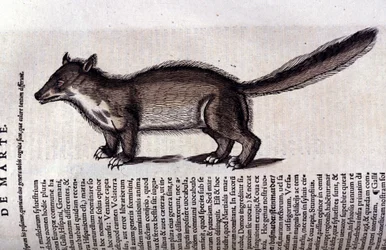 Fur Animal - in Historia Animalium by Conrad Gesner, Tiguri
