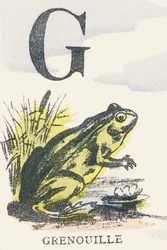 G: frog