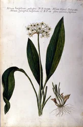 Garlic. 19th century herbarium