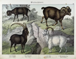 Goat - in "Natural History of Mammals", ed. Schreiber