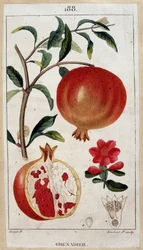 Pomegranate - botanical board 19th century