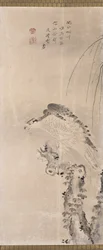 Hawks And Prey