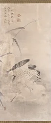 Hawks and Prey