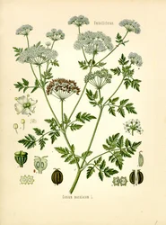 Hemlock