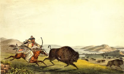 Hunting bison in North America