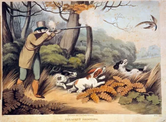 Hunting for Pheasants in England