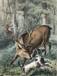 Illustration of Franz Hoffmann