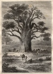 Journey (1798) by Frederic Conrad (Konrad) Hornemann (1772-1801) to Fezzan (Libya): a baobab - illustration taken from 