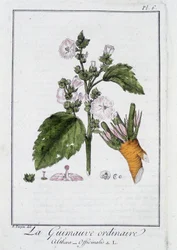 La Marshmallow Ordinaire (Althaea Officinalis) - in 