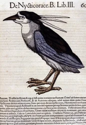 The bihoreau in Historia Animalium by Conrad Gesner