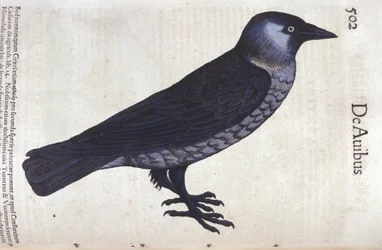 The choucas in Historia Animalium by Conrad Gesner