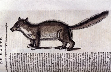 The Marten in Historia Animalium by Conrad Gesner (1516 - 1565), Tiguri