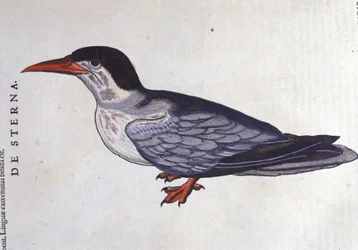 The Tern or Swallow of the Sea in Historia Animalium by Conrad Gesner (1516-1565), Tiguri
