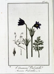 The anemone pulsatilla - in 