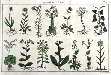 Layout of the leaves: in 
