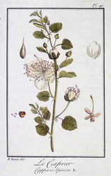 The Caper (Capparis Spinosa) - in 